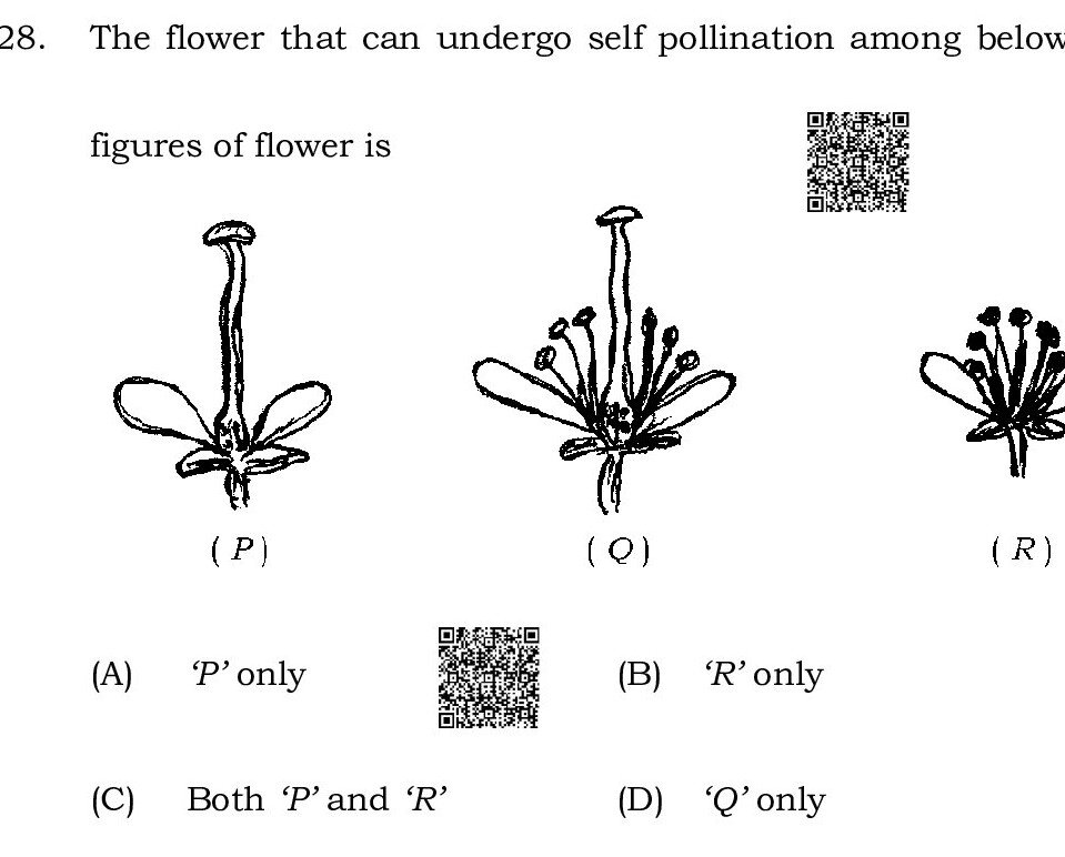 Question 28 image